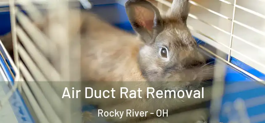  Air Duct Rat Removal Rocky River - OH